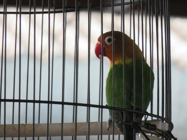 The Impact of Humidity on Pet Birds