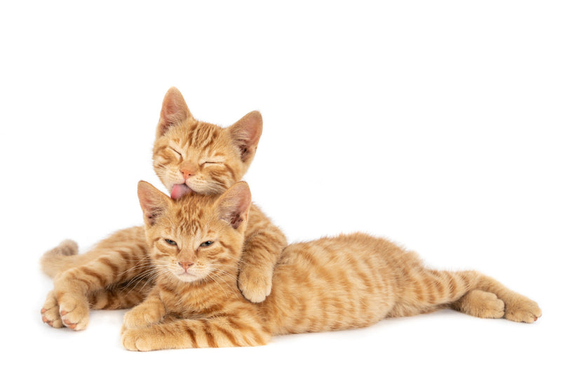 Understanding Separation Anxiety in Cats