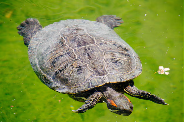 How Often Should You Feed Your Pet Turtle?