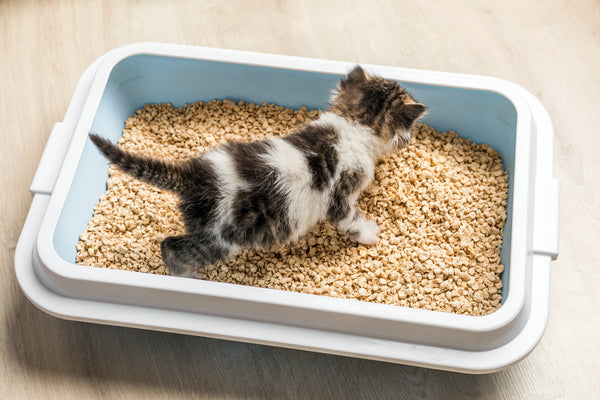 Understanding Cat UTIs and How the Right Cat Litter Can Help