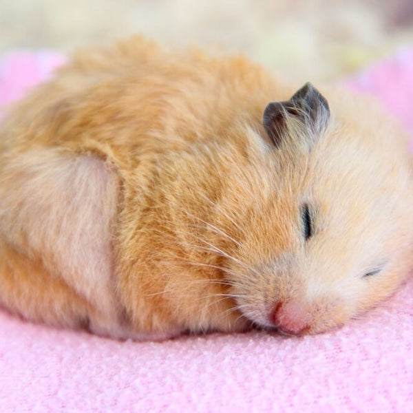 Hamster Care in Summer Keeping Your Furry Friend Safe and Comfortable